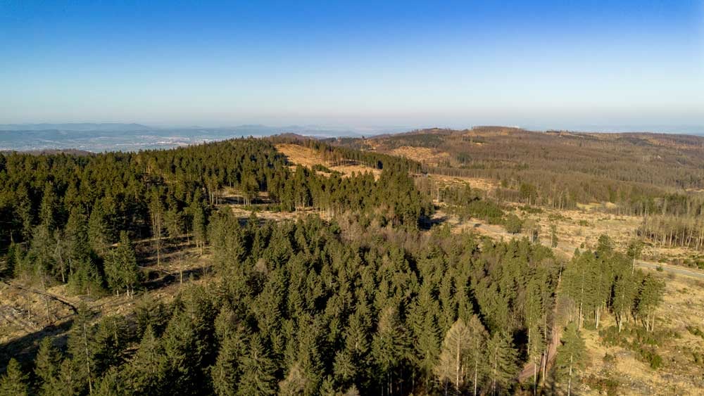baumpaten_thueringer_wald